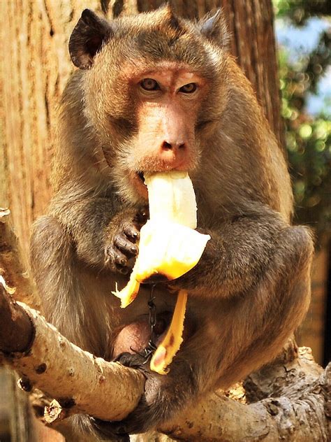 Jan 17, 2022 ... Monkey eating banana-Cambodia monkey សូមជួយចុចលើប៊ូតុង Subscribe រួចចុចលើរូបកណ្តឹងដើម្បីទទួលបានវីឌីអូថ្មីៗមុនគេ សូមអរគុណ ...